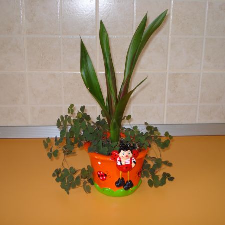 Pui de Guzmanie